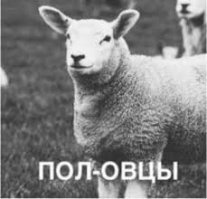 Свежие мемы и картинки поднимающие настроение 