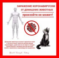 Мимимиметр взорвался! Котята и щенки гуляют по гигантскому аквариуму!