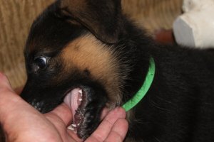 Судя по размеру морды по отношению к пальцам щенку уже месяц четвёртый. Так, что это не первые далеко зубки. И то, что челюсть почти пустая, то вы либо рвали зубы у ветеринара, либо у щенка траблы... Но фото полуторо-месячный щенок - зубов полная пасть)