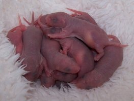 Крысы, это вот