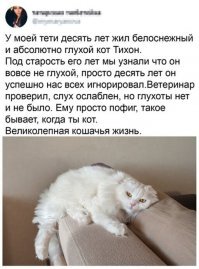Это турецкий перс, они таки да, глухие. И линючие шопесдетс. А еще имеют громкий мерзкий голос, т.к. себя не слышат, и "мяв" для человека делать не умеют.