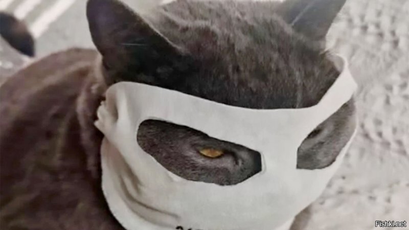 Вот коты в маске...
