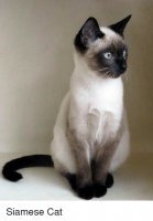 Забавно, то что у лошадей называется "саврасой мастью", у кошек называется "пойнтами" 
Значит сиамские котэ по совместительству еще и савраски