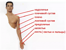 Для тех, кто мне язвительно посоветует достать плечом до груди, вот: