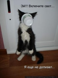 Прикольные и смешные картинки