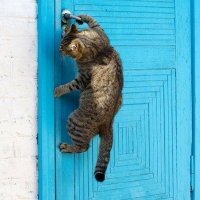 Прикольные и смешные картинки