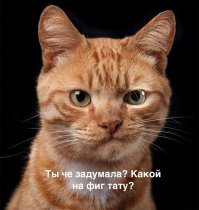Прикольные и смешные картинки