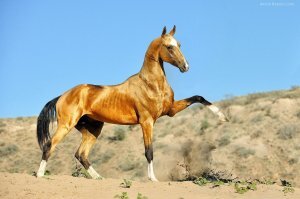 Буланая масть