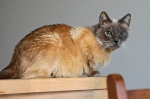 Кошки с самым необычным окрасом