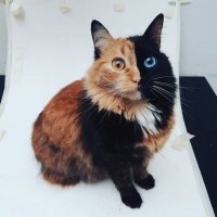 Кошки с самым необычным окрасом