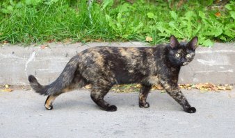Кошки с самым необычным окрасом
