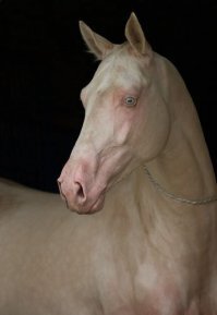 Со стороны смотрятся сногсшибательно, но от того, что у них розовая кожа, они мне аллергика в период цветения напоминают