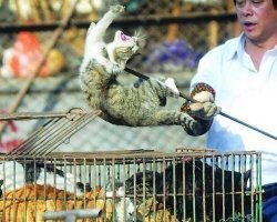 А котов можно есть?