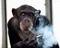 Надо ввести налог на воздух. Люди вдыхают одну смесь, а выдыхают всякую гадость.
 И ещё, один вопрос: крысы, мыши, тараканы и др. считаются домашними?