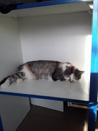 А у нас в городе тоже есть в молочном магазине самая главная сотрудница. Знакомьтесь: Лиза. Она не только опытный и ответственный работник педантично выполняющая все свои обязанности, но и непревзойдённая красавица, всегда с готовностью позирующая посетителям.