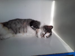 А у нас в городе тоже есть в молочном магазине самая главная сотрудница. Знакомьтесь: Лиза. Она не только опытный и ответственный работник педантично выполняющая все свои обязанности, но и непревзойдённая красавица, всегда с готовностью позирующая посетителям.