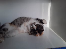 А у нас в городе тоже есть в молочном магазине самая главная сотрудница. Знакомьтесь: Лиза. Она не только опытный и ответственный работник педантично выполняющая все свои обязанности, но и непревзойдённая красавица, всегда с готовностью позирующая посетителям.