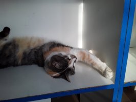 А у нас в городе тоже есть в молочном магазине самая главная сотрудница. Знакомьтесь: Лиза. Она не только опытный и ответственный работник педантично выполняющая все свои обязанности, но и непревзойдённая красавица, всегда с готовностью позирующая посетителям.