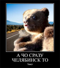 В челябинский приют привезли трех бурых медвежат