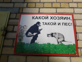 Прикольные и смешные картинки