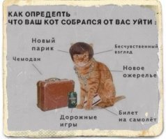 Прикольные и смешные картинки