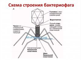 Кому на бриллиант похожа, а кому на бактериофаг