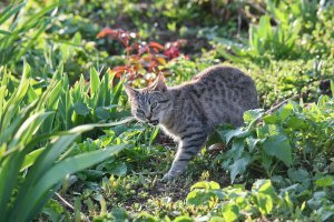 Котята хищных кошек такие мимими
