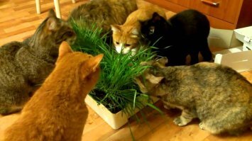 Котята хищных кошек такие мимими