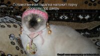 Прикольные и смешные картинки