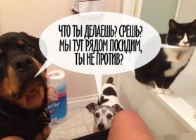 Туалетная хохотальня