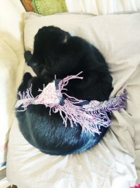 Моя котюня не оценила эту моду