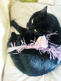 Моя котюня не оценила эту моду
