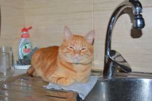 Обычно кот нам разрешает хозяйничать на кухне