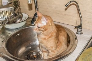 Обычно кот нам разрешает хозяйничать на кухне