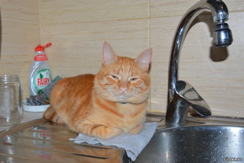 Обычно кот нам разрешает хозяйничать на кухне