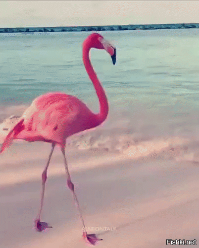 Фламинго: Перевёрнутое лицо и жизнь в химическом Аду