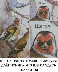 Прикольные и смешные картинки