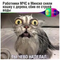 Кошка Муся против модного потолка хозяйки