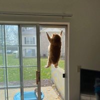 Тридварас шерстяной, сейчас сетку москитную запорет.