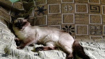 Какие бывают масти у лошадей?