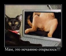 Картинки для поднятия настроения!
