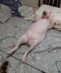 Милота ))))