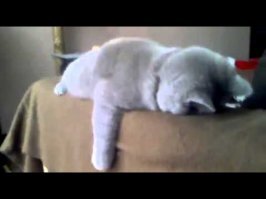 Жизнь -боль! 
Почему, когда так уснул кот - "Ой, посмотри, как мило спит!", 
а когда ты - "Опять нажрался, скотина!"