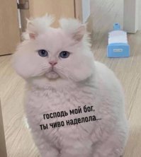 Смешные картинки