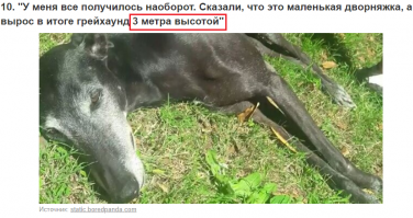 30 "породистых" щенков, которые страшно удивили своих хозяев, когда выросли