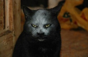 Хозяин кинь ещё