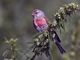 (Голосом Н.Дроздова ) 
А сейчас мы понаблюдаем за птичкой конаплянкой . 
Вот она возвращается с прогулки и глупо хихикает .