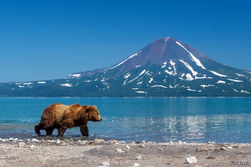 На Камчатке открылся сезон охоты на медведей. Выделенный лимит 2030 шт. Сезон длится 1 месяц, до 22 мая. Так как после этого времени начинают выходить самки с медвежатами.
 Под отстрел идут только самцы.