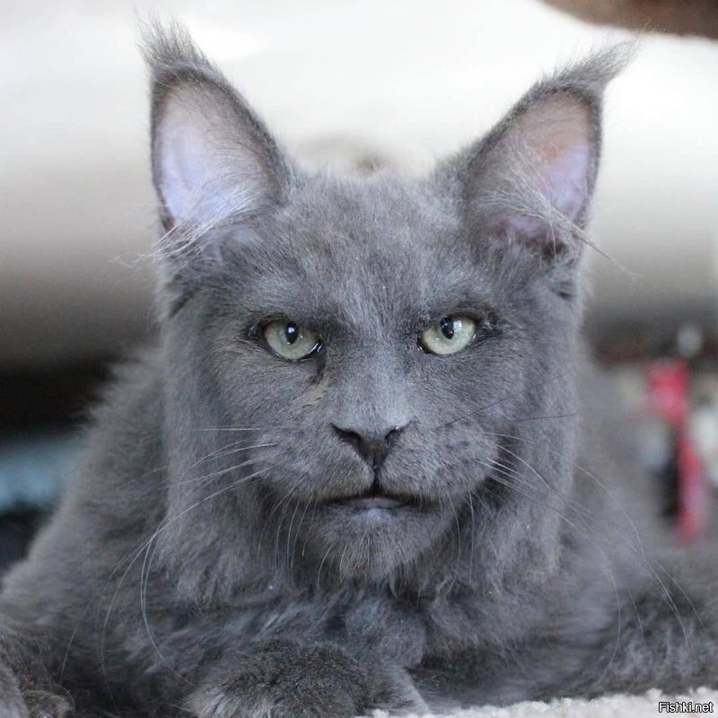 порно-коты