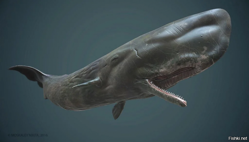 Самые опасные хищники в океане